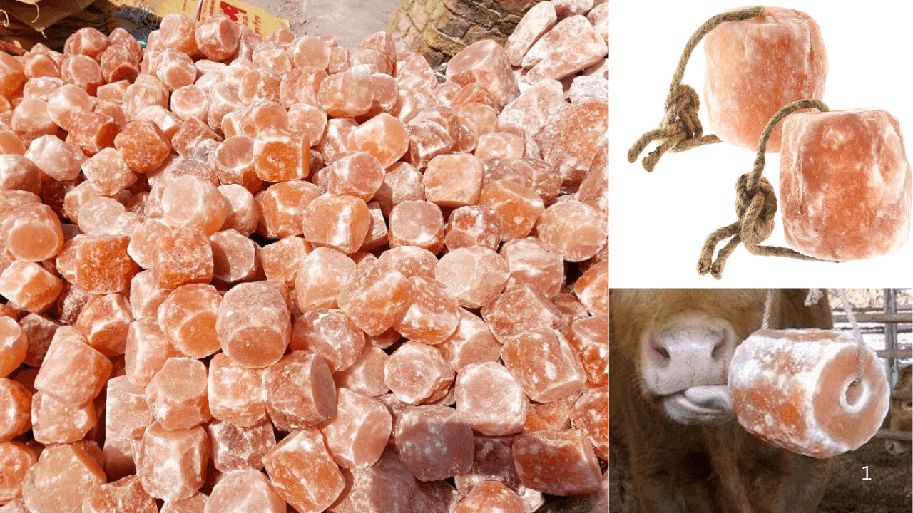 Animal Lick Salt